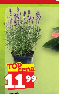 Lawenda promocja w TOPAZ