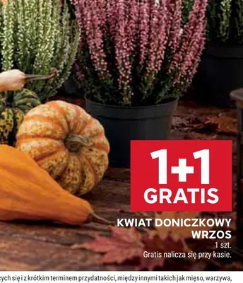 Kwiat doniczkowy wrzos promocja w Stokrotka
