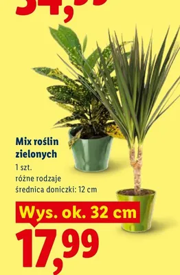 Mix roślin zielonych promocja w Lidl