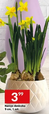 Narcyz doniczka promocja w Twój Market