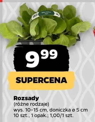 Rozsady różne rodzaje promocja w Netto