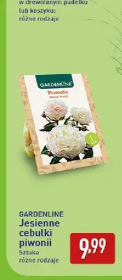 Jesienne cebulki piwonii Gardenline promocja w Aldi