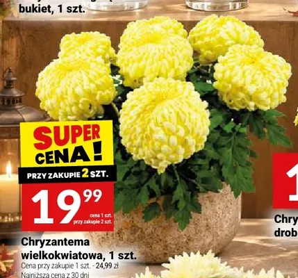Chryzantema wielkokwiatowa promocja w Twój Market