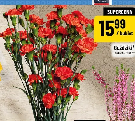 GoŹdziki bukiet 7 szt. promocja w POLOmarket