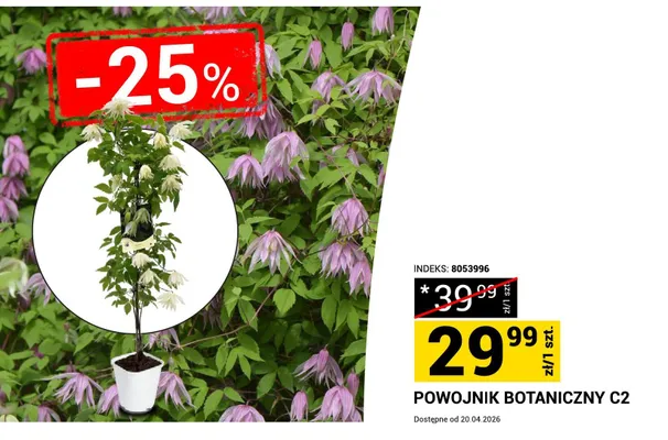 Powojnik botaniczny C2 promocja w Merkury Market