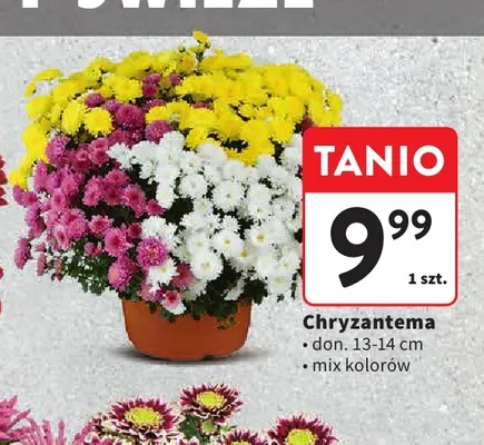 Chryzantema don. 13-14 cm promocja w Intermarche