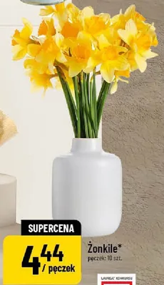 Żonkile pęczek: 10 szt. promocja w POLOmarket