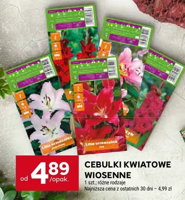 Cebulki kwiatowe wiosenne promocja w Stokrotka