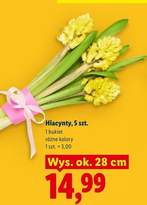 Hiacynty 5szt. promocja w Lidl