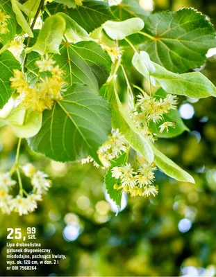 Lipa drobnolistna gatunek długowieczny, miododajne, pachnące kwiaty promocja w OBI