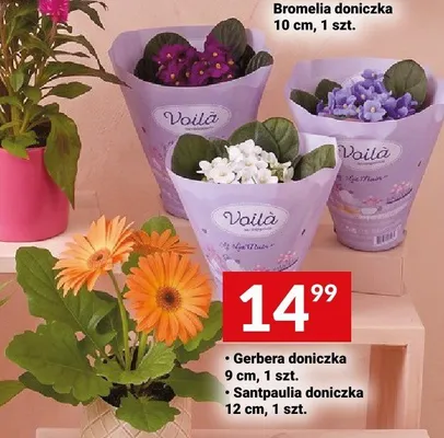 Santpaulia doniczka 12cm promocja w Twój Market