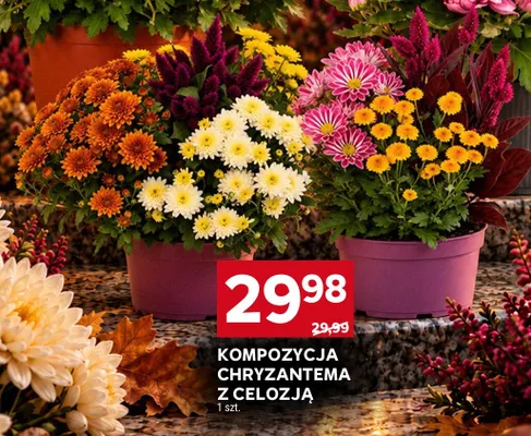 Kompozycja chryzantema z celozją promocja w Stokrotka