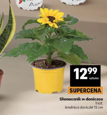 Słonecznik w doniczce promocja w Delikatesy Centrum
