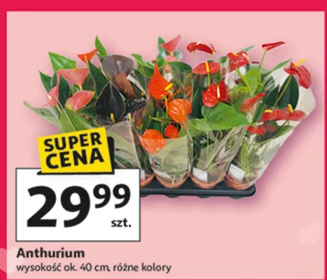 Anthurium promocja w Auchan