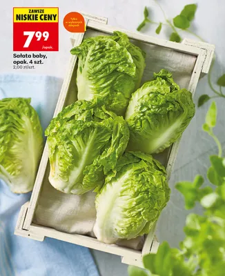 Sałata baby 4-pak promocja w Biedronka