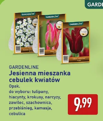 Jesienna mieszanka cebulek kwiatów tulipany Gardenline promocja w Aldi