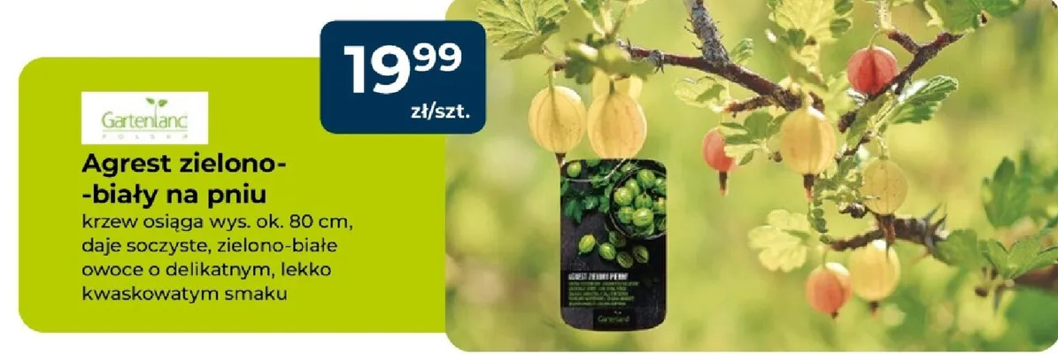 Agrest zielono-biały na pniu promocja w PSB Mrówka