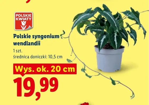 Syngonium wendlandii Polskie Kwiaty promocja w Lidl