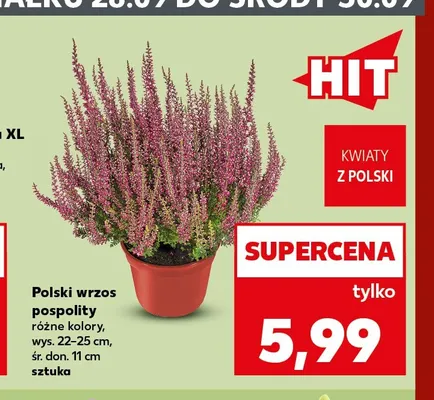 Polski wrzos pospolity promocja w Kaufland