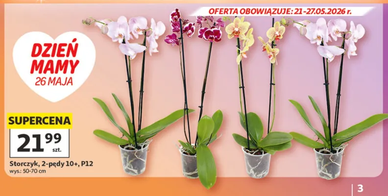 Storczyk 2-pędy 10+ P12 wys. 50-70cm promocja w Auchan