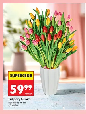 Tulipan wysokość 45cm promocja w Biedronka