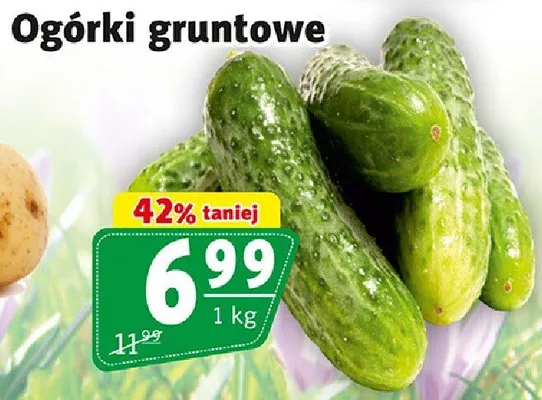 Ogórki gruntowe promocja w Prim Market