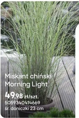 Miskant chiński Morning Light promocja w Castorama
