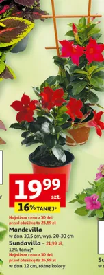 Mandevilla w donicy promocja w Auchan