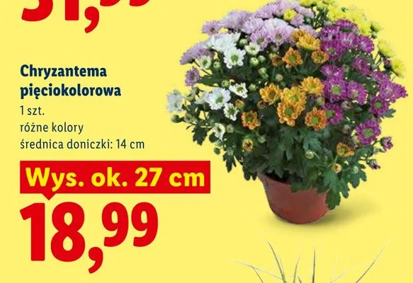 Chryzantema pięciokolorowa promocja w Lidl