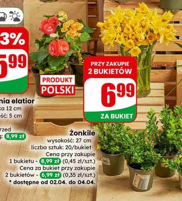 Żonkile promocja w Dino
