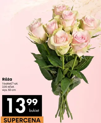 Róża bukiet wys. 50cm promocja w Delikatesy Centrum