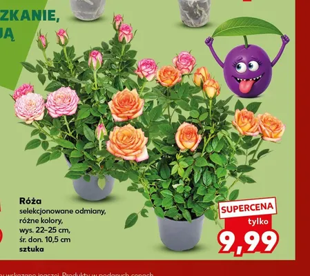 Róża promocja w Kaufland