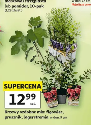 Krzew ozdobny prusznik w don. 9cm promocja w Auchan