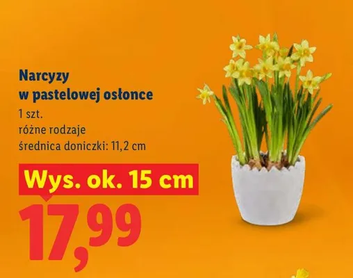 Narcyzy w pastelowej osłonce promocja w Lidl