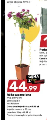 Róża szczepiona wys. od 90cm doniczka: 5l promocja w Bricomarche
