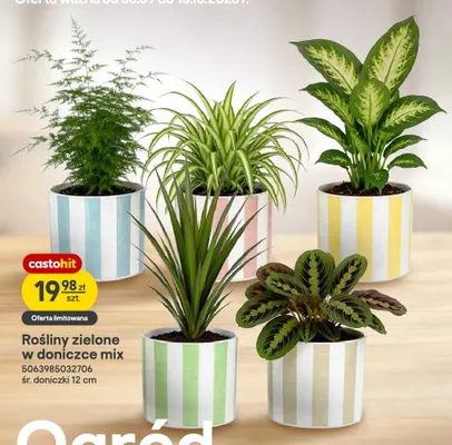 Rośliny zielone w doniczce mix promocja w Castorama