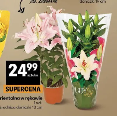 Lilia orientalna w rękawie promocja w Delikatesy Centrum