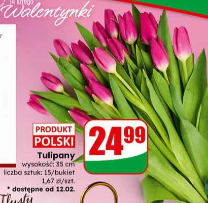 Tulipany wysokość 35 cm liczba sztuk: 15/bukiet promocja w Dino