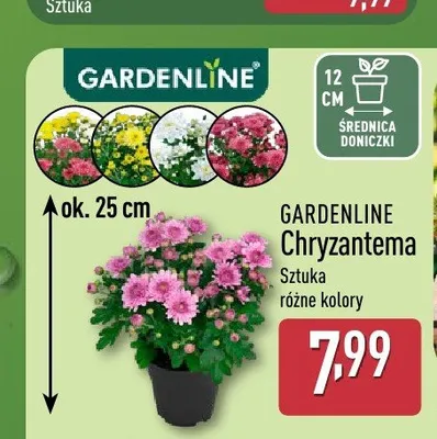 Chryzantema Gardenline promocja w Aldi