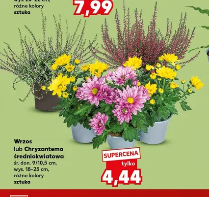 Chryzantema średniokwiatowa promocja w Kaufland