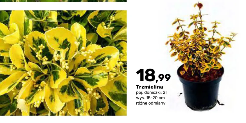 Trzmielina promocja w Bricomarche