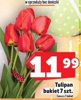 Tulipan bukiet 7 szt. promocja w TOPAZ