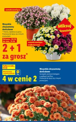 Chryzantema doniczkowa samokrzewiąca trójkolorowa promocja w Lidl