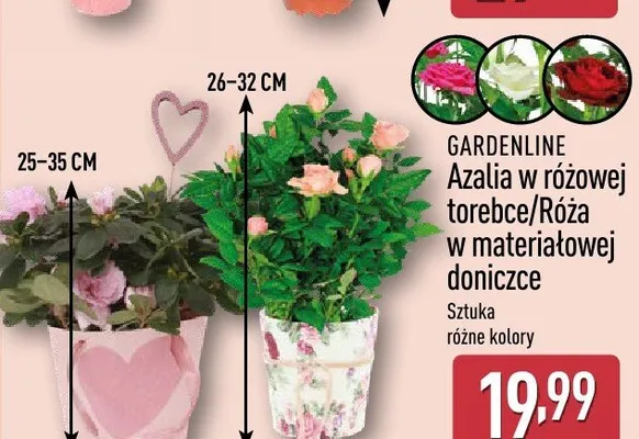 Azalia w różowej torebce GARDENLINE 25-35cm promocja w Aldi