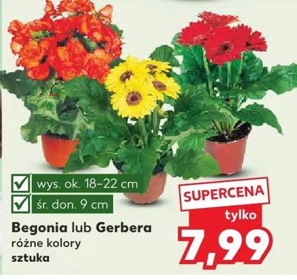 Gerbera różne kolory promocja w Kaufland