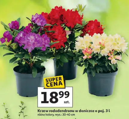 Krzew rododendronu w doniczce o poj. 3l promocja w Auchan