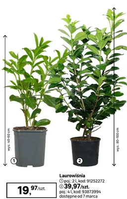 Laurowiśnia promocja w Leroy Merlin