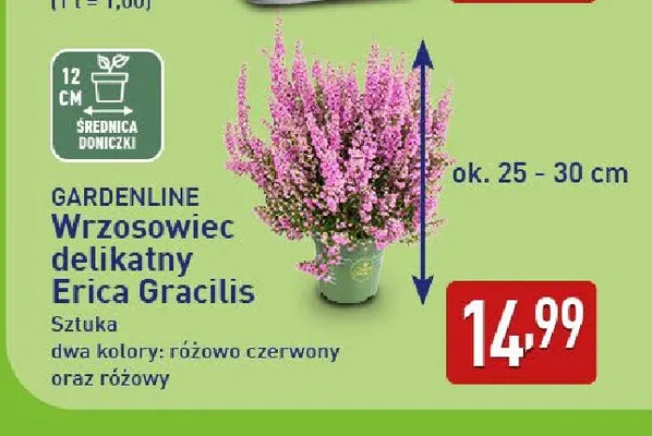 Wrzosowiec delikatny Erica Gracilis Gardenline promocja w Aldi