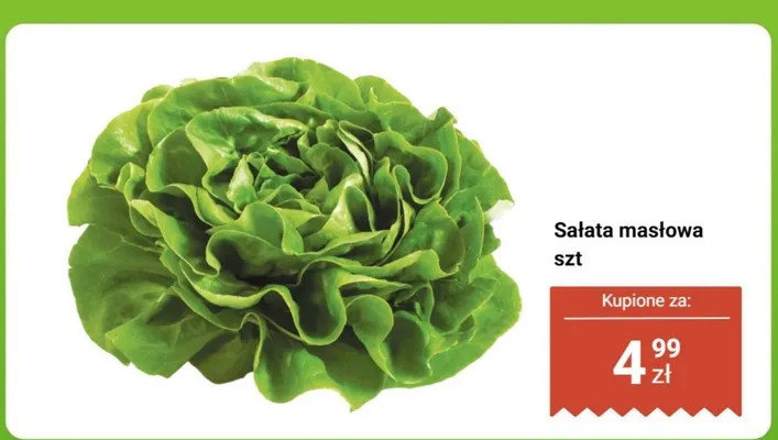 Sałata masłowa szt promocja w Dino