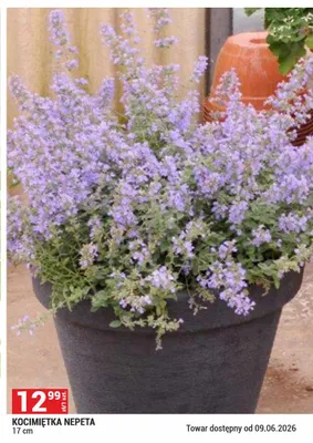 Kocimiętka Nepeta 17cm promocja w Merkury Market